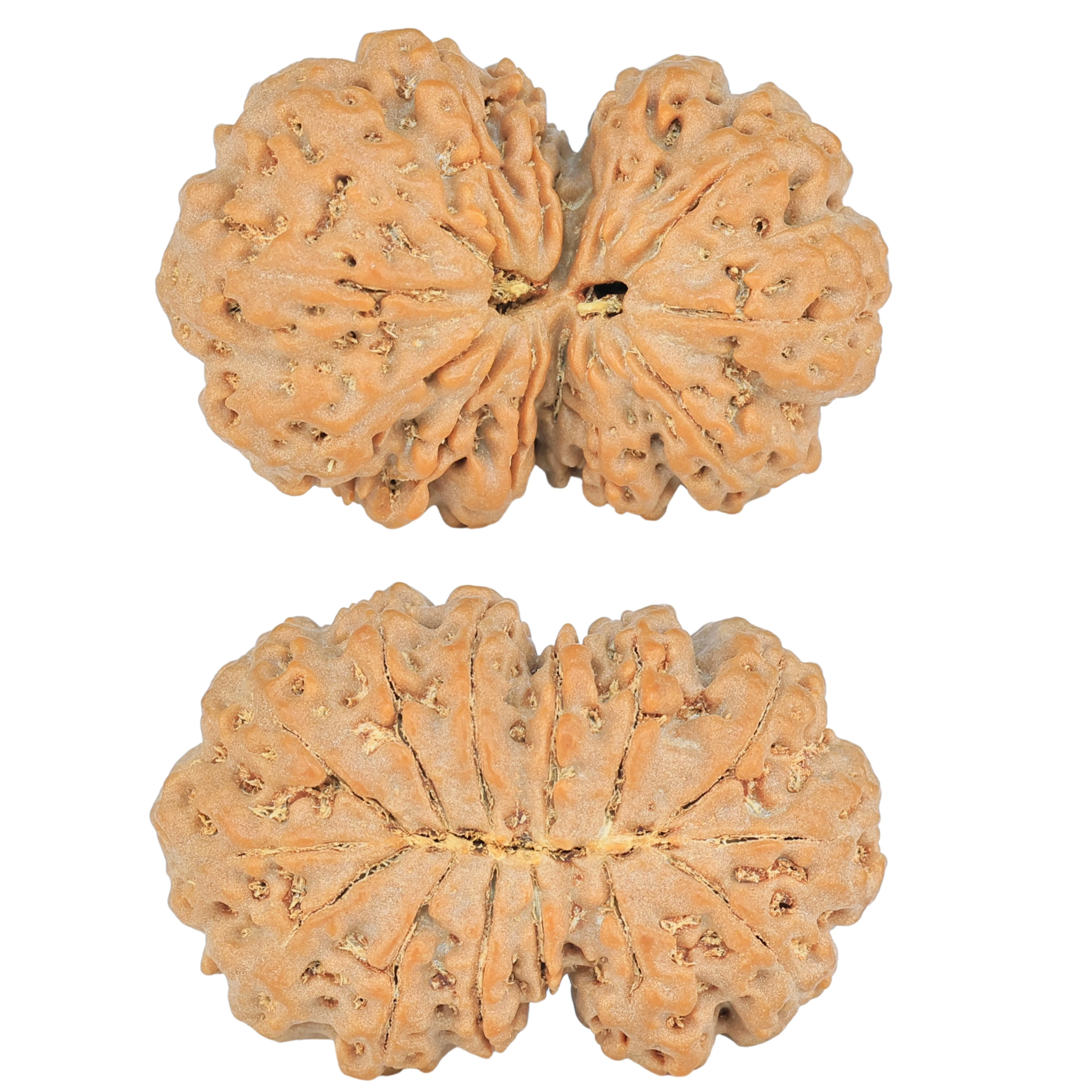 14 Mk Gaurishankar 31.3mm 5.41gm - Rudraksha