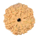 8 Mukhi Rudraksha 22.6mm 3.3gm - Rudraksha