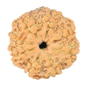 8 Mukhi Rudraksha 22.6mm 3.3gm - Rudraksha