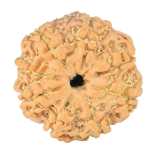 8 Mukhi Rudraksha 22.6mm 3.3gm - Rudraksha