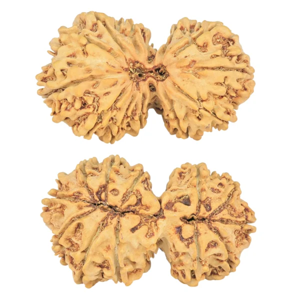 12 MK Gaurishankar 36.8mm 5.32gm - Rudraksha