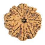 8 Mukhi Rudraksha 25.1mm 4.22gm - Rudraksha