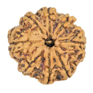 8 Mukhi Rudraksha 25.1mm 4.22gm - Rudraksha