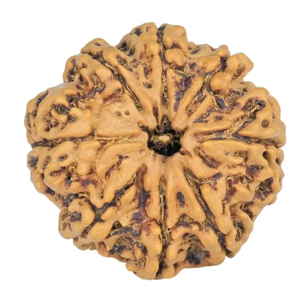 8 Mukhi Rudraksha 25.1mm 4.22gm - Rudraksha