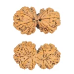 13 MK Gaurishankar 32.7mm 5gm - Rudraksha