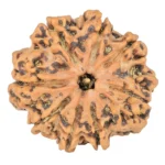 8 Mukhi Rudraksha 25.8mm 4.79gm - Rudraksha
