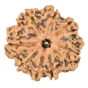 8 Mukhi Rudraksha 25.8mm 4.79gm - Rudraksha