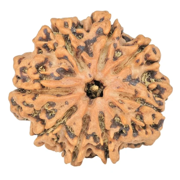 8 Mukhi Rudraksha 25.8mm 4.79gm - Rudraksha