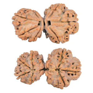 7 MK Gaurishankar 28.8mm 3.79gm - Rudraksha