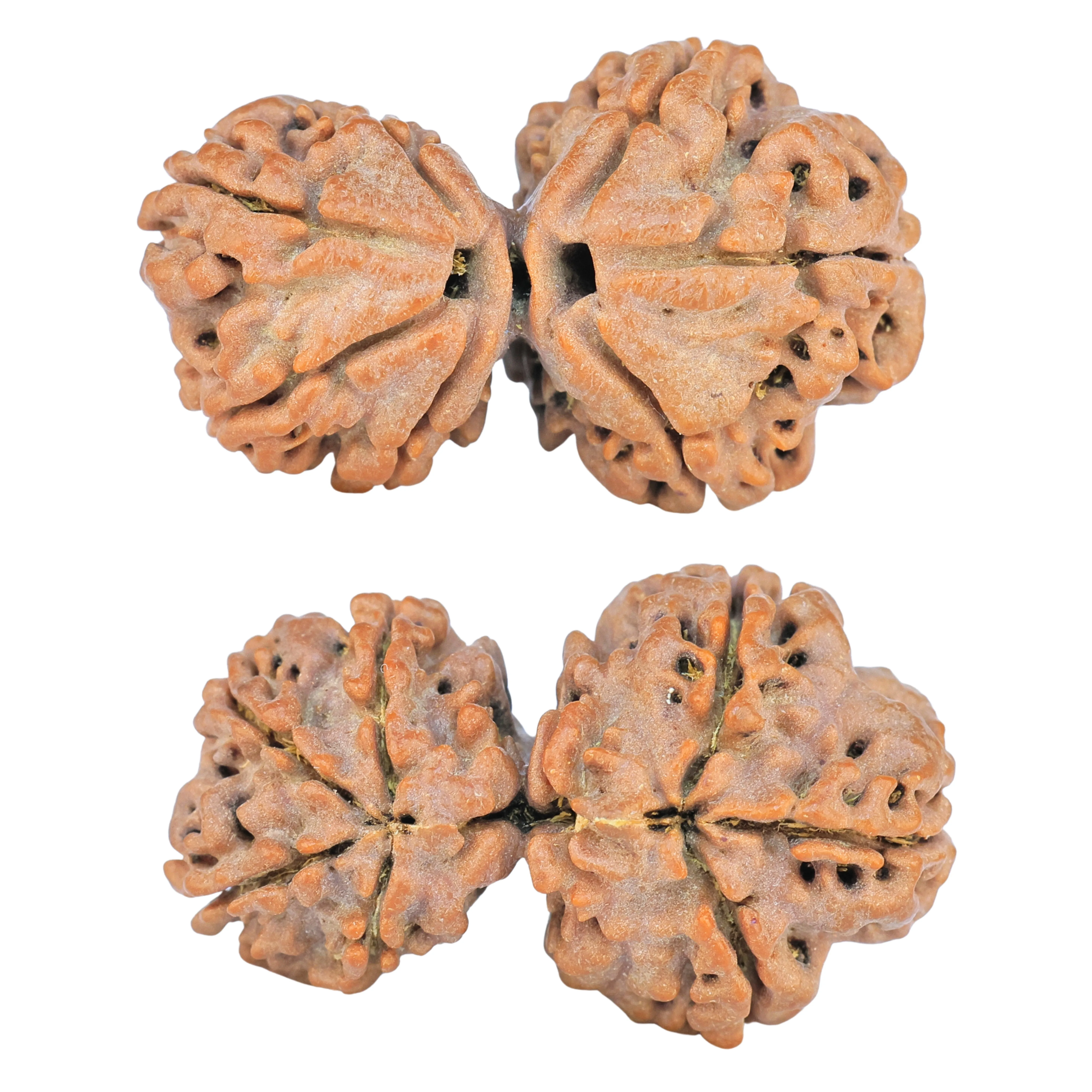 7 MK Gaurishankar 28.8mm 3.79gm - Rudraksha
