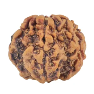 1MK(Underdeveloped) 21.5mm 3.26gm - Rudraksha