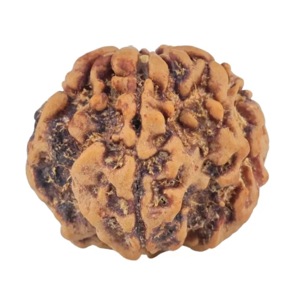 1MK(Underdeveloped) 21.5mm 3.26gm - Rudraksha