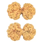 10 Mk Gaurishankar 38.8mm 7.67gm - Rudraksha