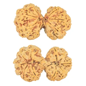 10 Mk Gaurishankar 38.8mm 7.67gm - Rudraksha