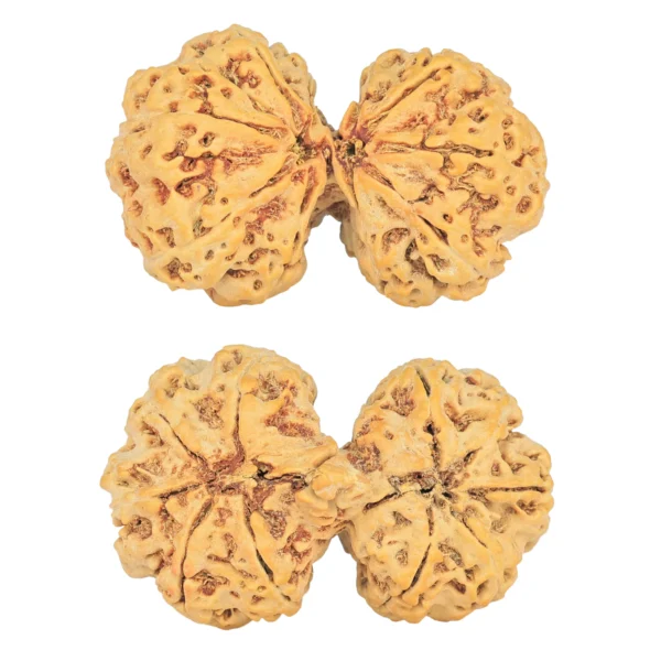 10 Mk Gaurishankar 38.8mm 7.67gm - Rudraksha