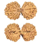 13 MK Gaurishankar 39.2mm 6.5gm - Rudraksha