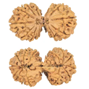 13 MK Gaurishankar 39.2mm 6.5gm - Rudraksha