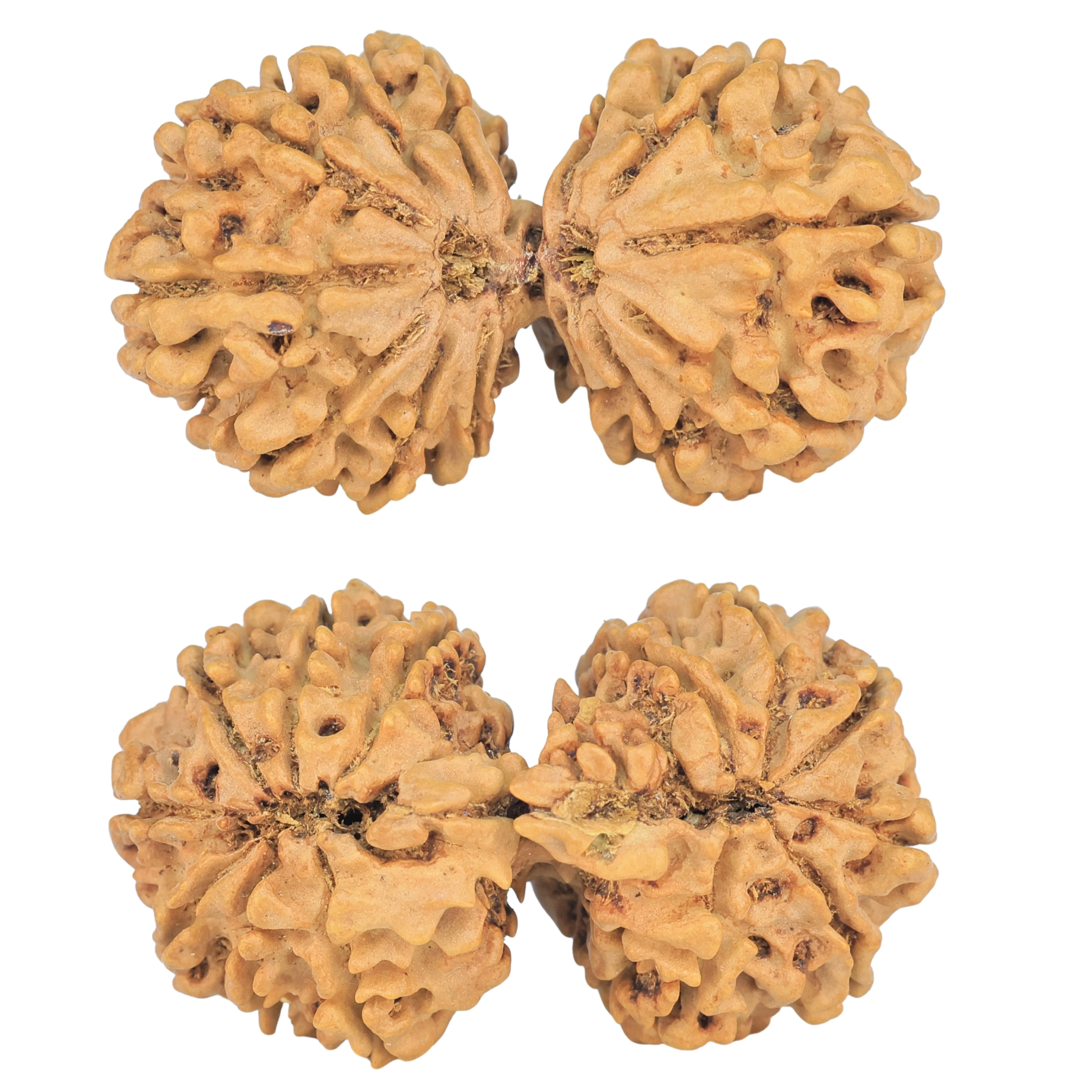 13 MK Gaurishankar 39.2mm 6.5gm - Rudraksha