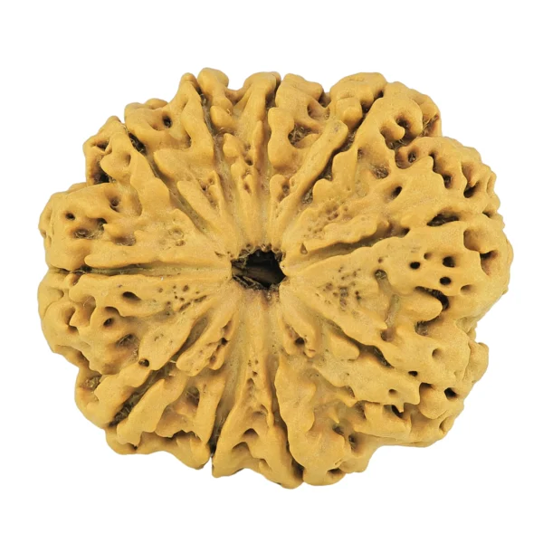 10 Mukhi Rudraksha 32mm 5.5gm - Origin: Nepal - Rudraksha