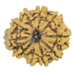 10 Mukhi Rudraksha 29.2mm 4.84gm - Rudraksha