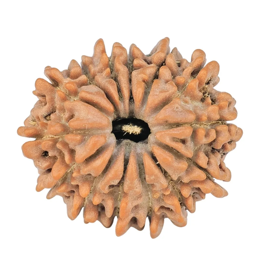 14 Mukhi Rudraksha 20.3mm 2.3gm - Rudraksha