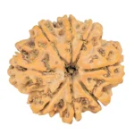 8 Mukhi Rudraksha 26.9mm 4.9gm - Rudraksha