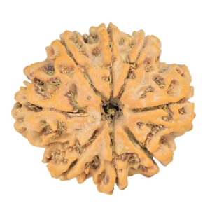 8 Mukhi Rudraksha 26.9mm 4.9gm - Rudraksha