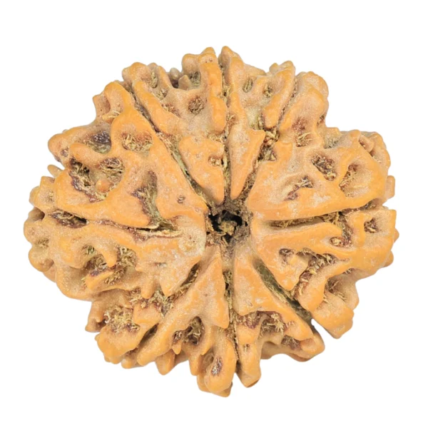 8 Mukhi Rudraksha 26.9mm 4.9gm - Rudraksha