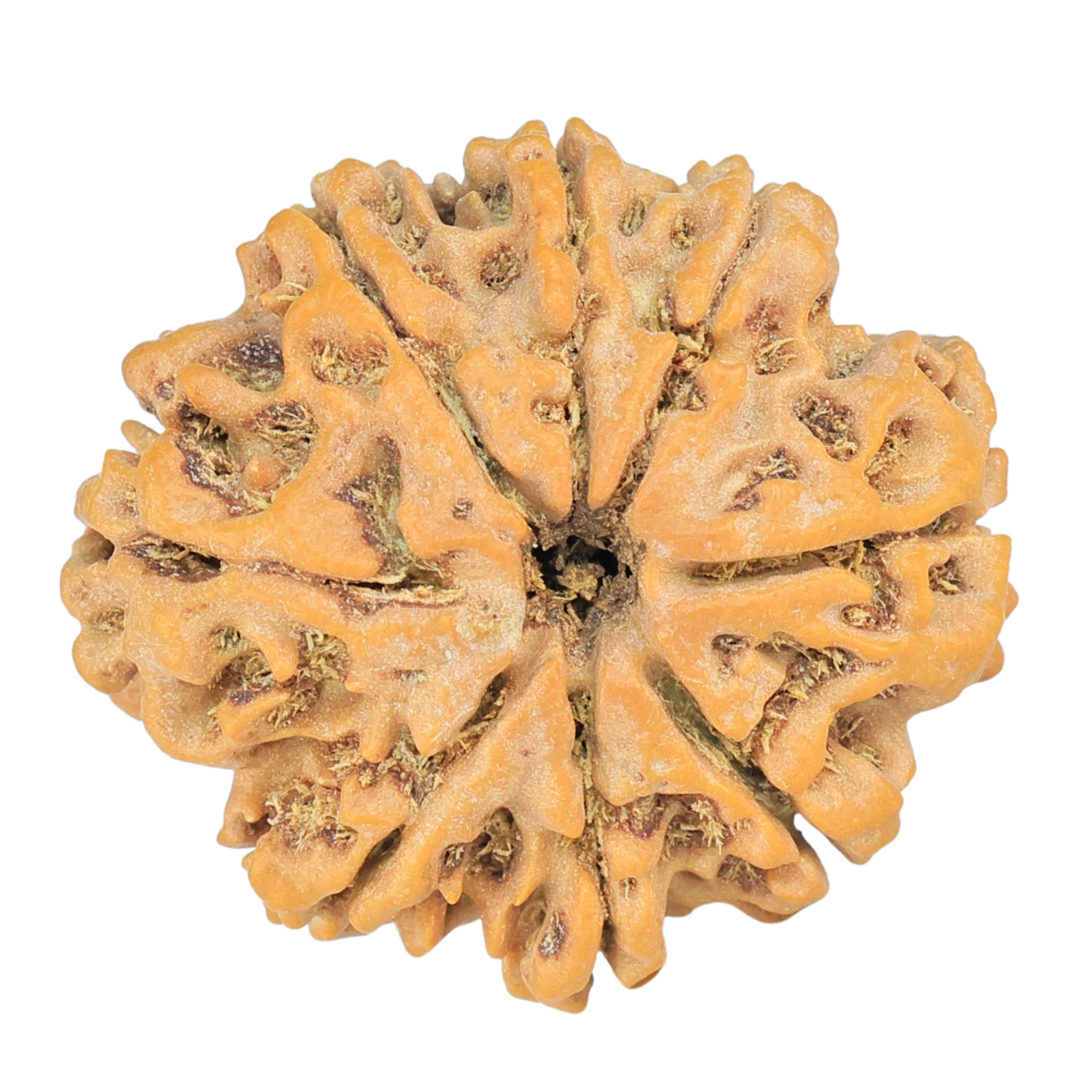8 Mukhi Rudraksha 26.9mm 4.9gm - Rudraksha