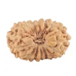 17 Mukhi Rudraksha 13.9mm 0.53gm - Rudraksha