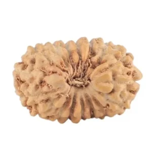 17 Mukhi Rudraksha 13.9mm 0.53gm - Rudraksha