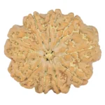 9 Mukhi Rudraksha 24.3mm 4gm - Rudraksha