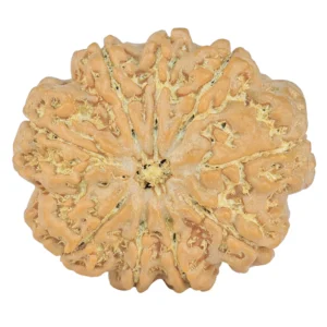 9 Mukhi Rudraksha 24.3mm 4gm - Rudraksha