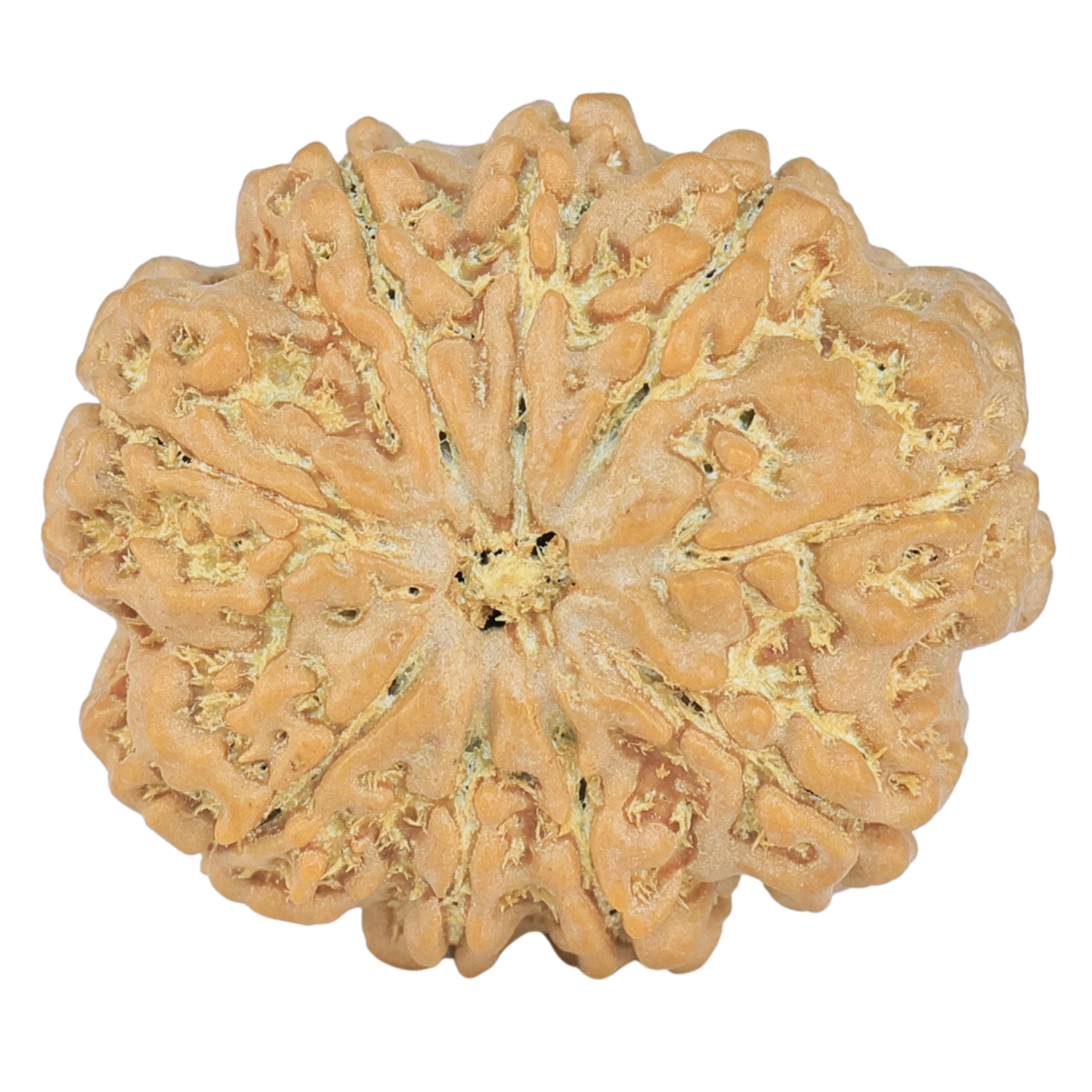 9 Mukhi Rudraksha 24.3mm 4gm - Rudraksha