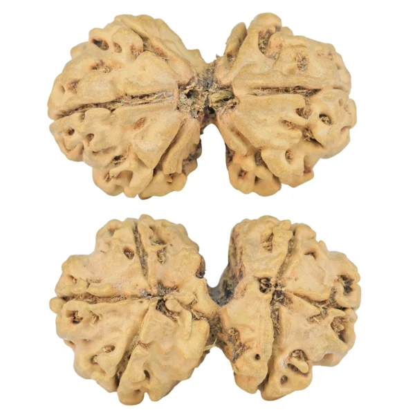 6 Mk Gaurishankar 32.3mm 4gm - Rudraksha