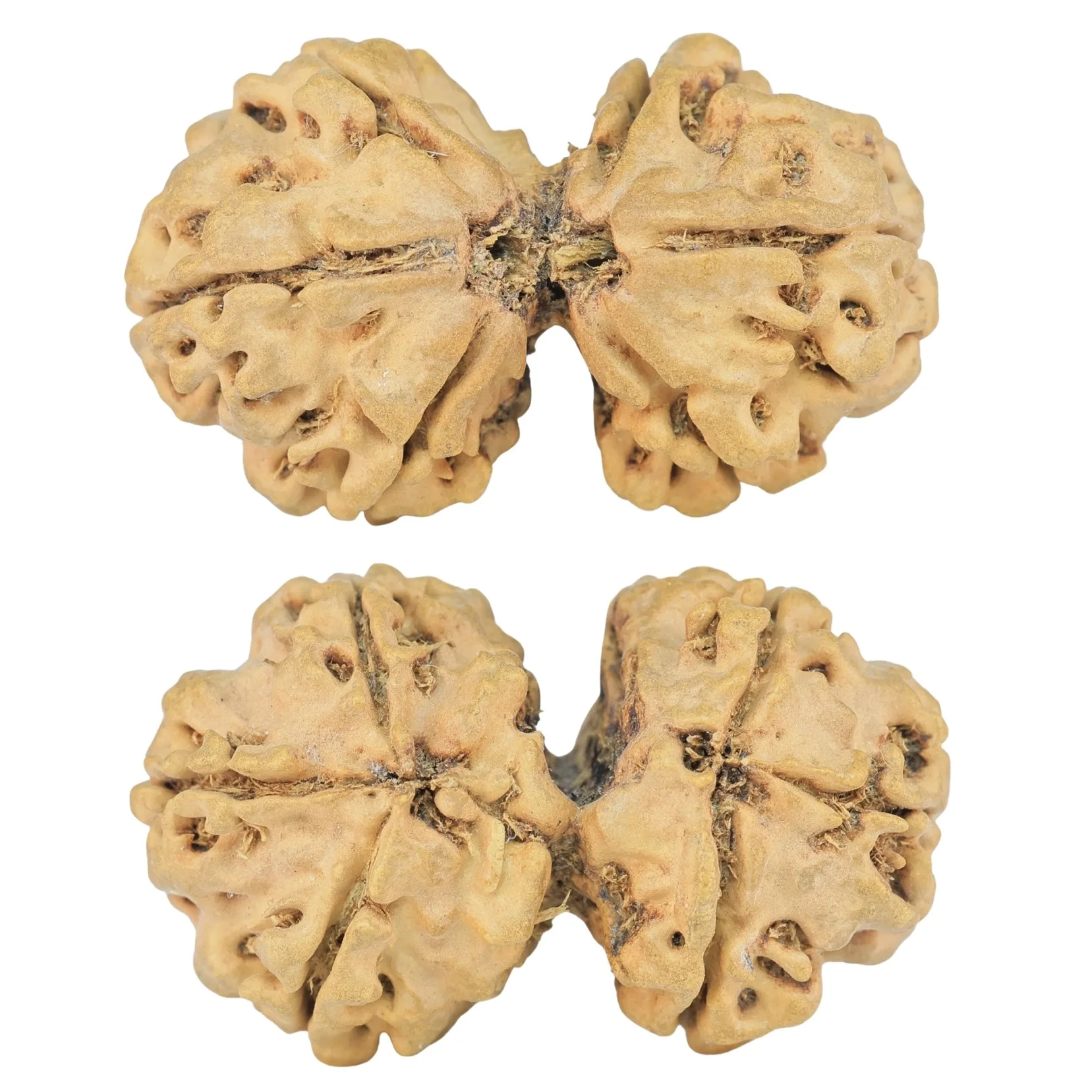 6 Mk Gaurishankar 32.3mm 4gm - Rudraksha