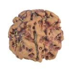 1MK(Underdeveloped) 20.6mm 3.18gm - Rudraksha