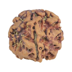 1MK(Underdeveloped) 20.6mm 3.18gm - Rudraksha