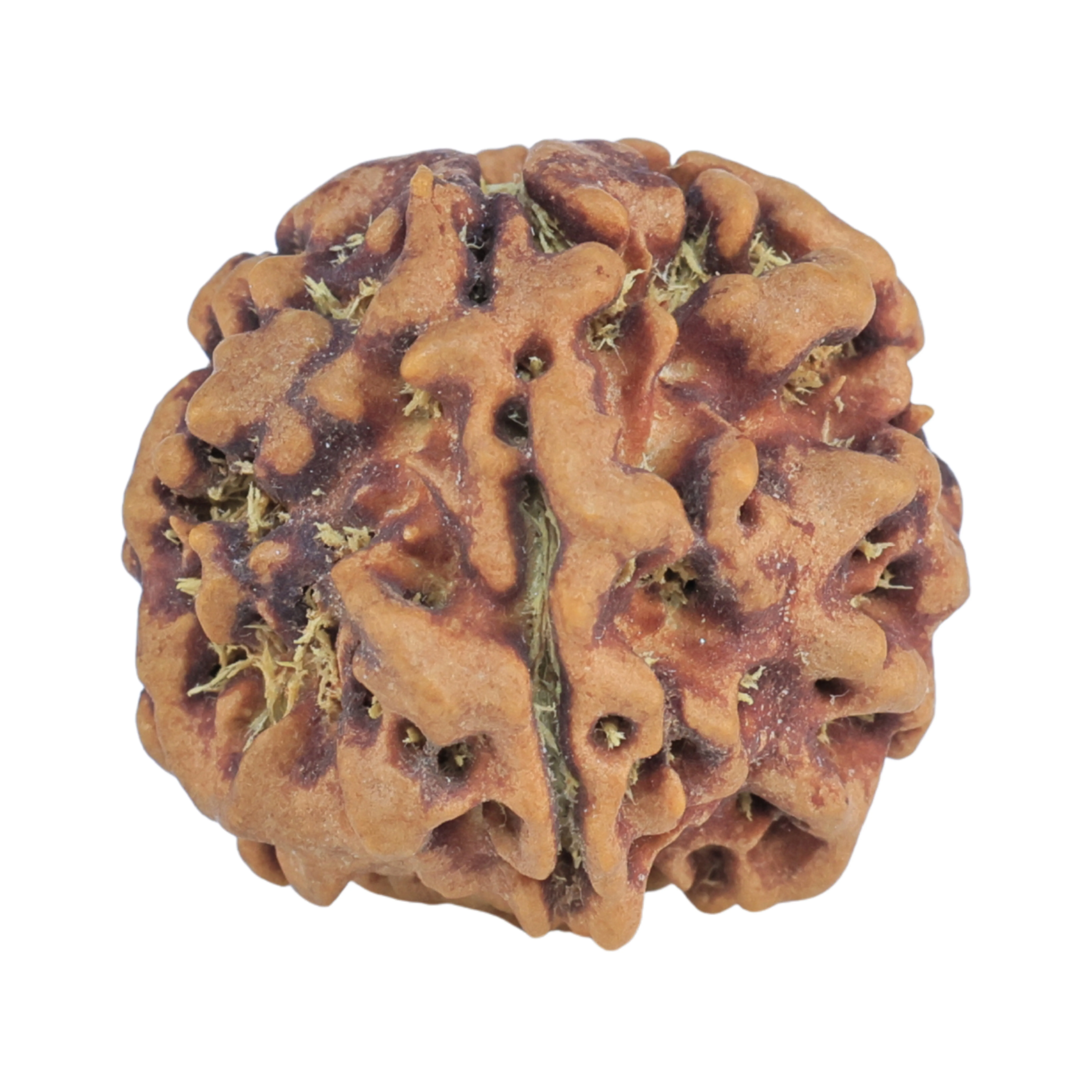 1MK(Underdeveloped) 20.6mm 3.18gm - Rudraksha