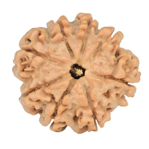 8 Mukhi Rudraksha 23.6mm 3.89gm - Rudraksha
