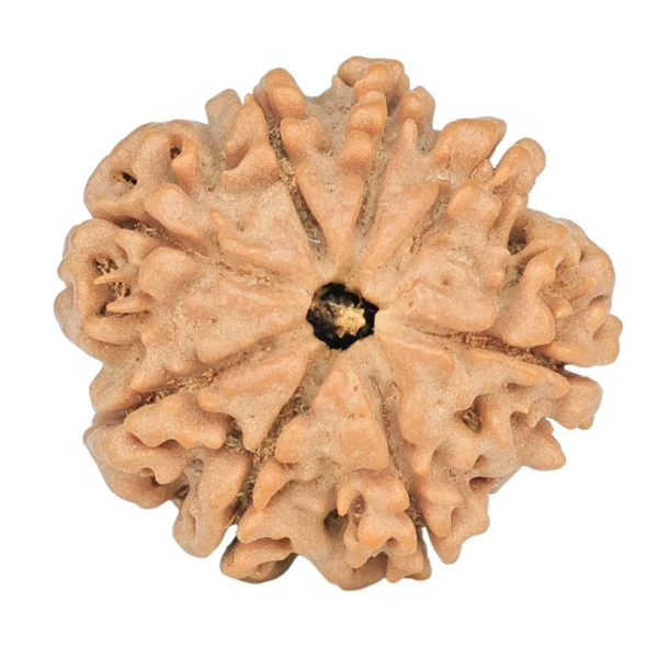 8 Mukhi Rudraksha 23.6mm 3.89gm - Rudraksha