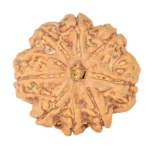 8 Mukhi Rudraksha 28.2mm 7.11gm - Rudraksha