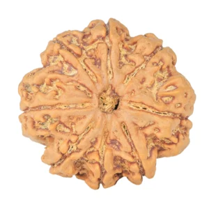 8 Mukhi Rudraksha 28.2mm 7.11gm - Rudraksha
