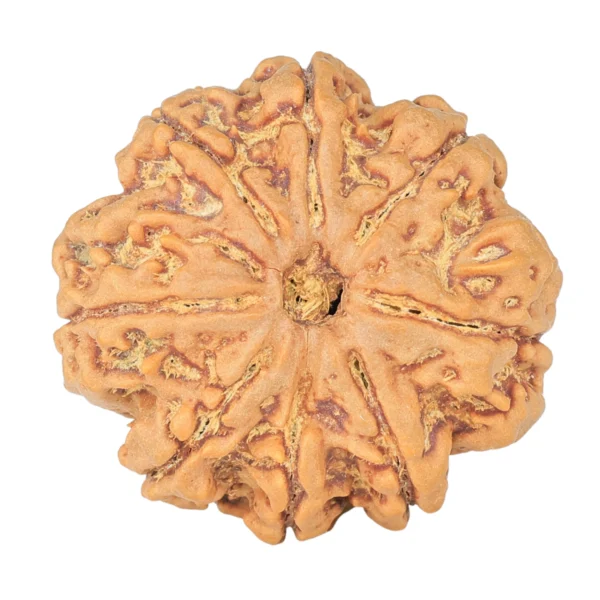 8 Mukhi Rudraksha 28.2mm 7.11gm - Rudraksha