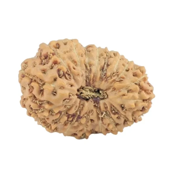 17 Mukhi Rudraksha 19mm 1.35gm - Rudraksha