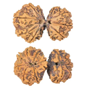 11 MK Gaurishankar 37.2mm 7.17gm - Rudraksha