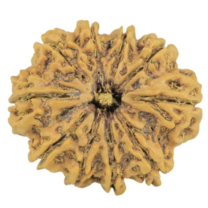 10 Mukhi Rudraksha 32.7mm 7gm - Rudraksha