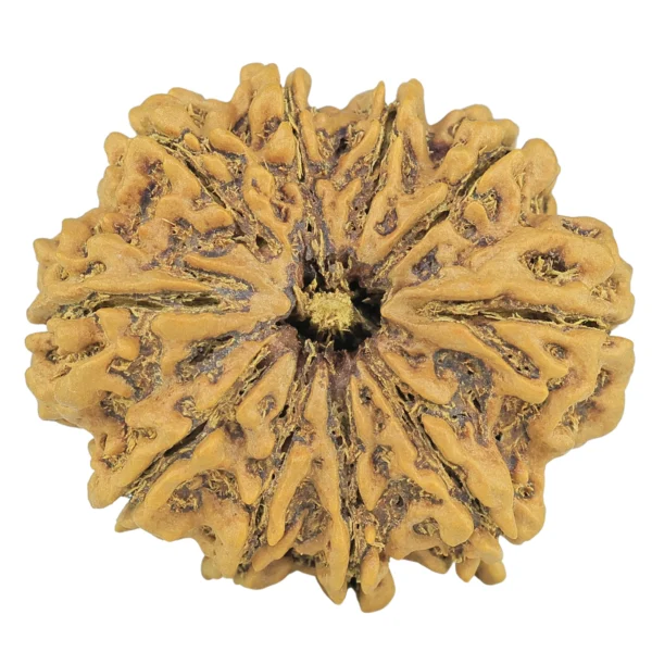 10 Mukhi Rudraksha 32.7mm 7gm - Rudraksha