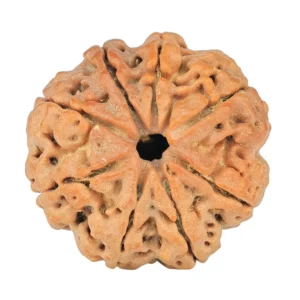 8 Mukhi Rudraksha 25.7mm 5.42gm - Rudraksha