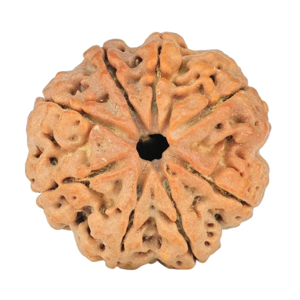 8 Mukhi Rudraksha 25.7mm 5.42gm - Rudraksha